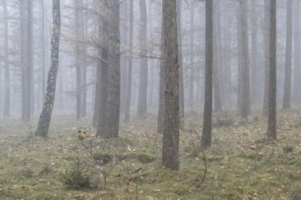 Fog in the larch forest (Larix decidua), Emsland, Lower Saxony, Germany, Europe