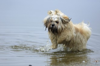 Lhasa Apso, Lhasa terrier, lion dog, Tibet, plays in the water