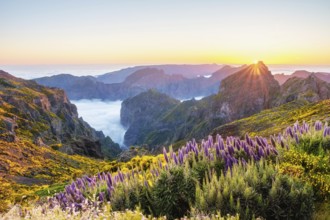 View from Pico do Arieiro of mountains over clouds with Pride of Madeira flowers and blooming