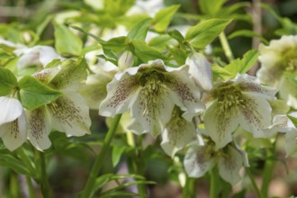 Oriental hellebore (Helleborus orientalis), Bavaria, Germany, Europe