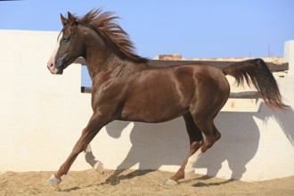 Arabian horse, thoroughbred Arabian, Djerba, Tunisia, Africa