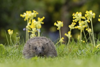 European hedgehog (Erinaceus europaeus) adult animal on an urban garden grass lawn in the spring