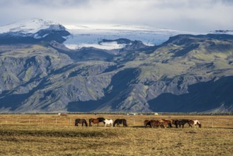 Icelandic horses grazing, Fljotsdalur valley, meadows below Eyjafjallajökull glacier, Iceland,