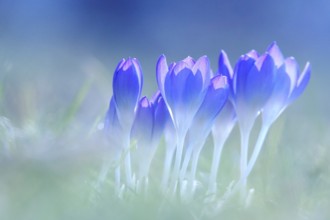 Crocus blossom, February, Germany, Europe