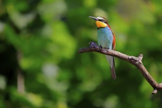 European bee-eater (Merops apiaster), adult, perch, alert, Rhineland-Palatinate, Germany, Europe