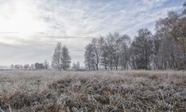 Zwillbrocker Venn in winter with hoarfrost, nature reserve, Zwillbrock, Vreden, Münsterland, North