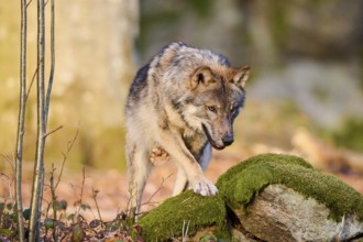 Close-up of a Eurasian wolf (Canis lupus lupus) in a forest in spring, Bavarian Forest National
