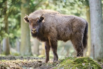 European bison (Bison bonasus) youngster in a forest in spring, Bavarian Forest, Germany, Europe