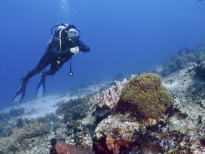 Diver exploring a lively coral reef, dive site Close Encounters, Permuteran, Bali, Indonesia, Asia