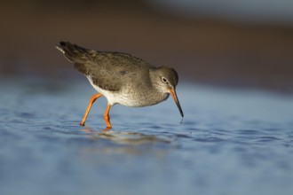Common redshank (Tringa totanus) adult wading bird feeding in a shallow pool of water on a beach,