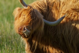 Highland cattle or cow (Bos taurus taurus) adult farm animal in a grass field, England, United