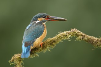 Common kingfisher (Alcedo atthis) adult female bird on a moss covered tree branch with a fish in