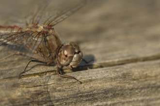 Common darter dragonfly (Sympetrum striolatum) adult insect on a log in the summer, England, United