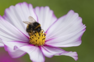 Buff tailed bumblebee (Bombus terrestris) adult bee on a garden Cosmos flower, England, United