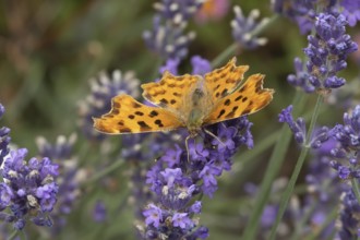 Comma butterfly (Polygonia c-album) adult insect feeding on a garden Lavender plant flowers in the