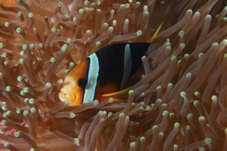 A Clark's anemonefish (Amphiprion clarkii) hiding in an orange-coloured sea anemone, dive site