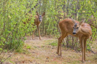 A roe deer fawn (Capreolus capreolus) stands behind its mother in a nettle thicket