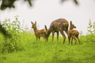 A female Roe Deer, (Capreolus capreolus) with her two fawns, stands in a meadow, taking care of her