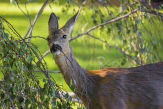 A female roe deer (Capreolus capreolus) eats fresh leaves from a tree