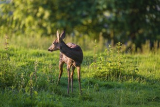 A female roe deer (Capreolus capreolus) stands in a meadow at a forest edge in the first light of
