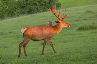 Portrait of an Altai maral stag, Altai wapiti or Altai elk (Cervus canadensis sibiricus) in the