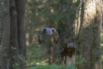 One great grey owl (Strix nebulosa) flying through a forest