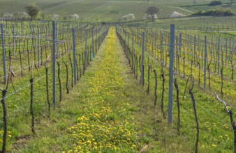 Spring vineyard with flowering dandelions and green hills in the background, Southern Palatinate,