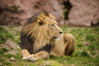 Asiatic lion (Panthera leo persica) male lying on the ground, Germany, Europe