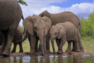 African elephant (Loxodonta africana), two young animals, at the water, drinking, Kruger National