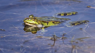 Edible Frog (Rana esculenta) Hybrid of the lake frog and the Pool frog, croaking, sonic bubble,