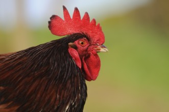 Lateral close-up of a colourful cockerel with red comb, domestic fowl (Gallus gallus domesticus),