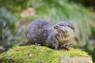 Eurasian otter (Lutra lutra) eating a fish on a rock in the bavarian forest, Bavaria, Germany,