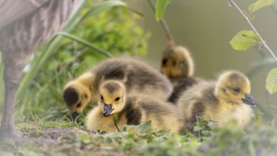 Canada goose chicks (Branta canadensis) four lying in grass and other undergrowth, background