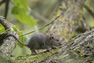 A juvenile Norway rat (Rattus norvegicus) walks on a moss-covered branch in the forest. Background
