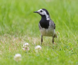 White wagtail (Motacilla alba) foraging on a lawn in a garden, Lower Saxony, Germany, Europe