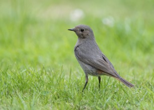 Black redstart (Phoenicurus ochruros), female foraging on a lawn in a garden, Lower Saxony,