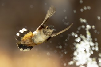 Rufous hummingbird enjoying the water fountain