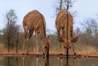 Nyala (Tragelaphus angasii), adult, female, two females, drinking, at the water, Kruger National