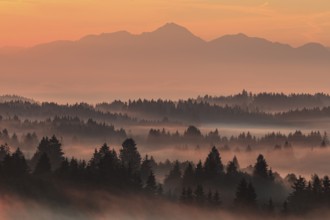 Morning fog over trees, mountains, near Bad Kohlgrub, Bavarian Alps behind, Bavaria, Germany,