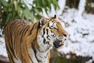 Siberian tiger (Panthera tigris altaica) in winter, portrait, captive, Germany, Europe