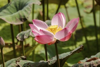 Lotus Flower (Nelumbo nucifera), Bali, Indonesia, Asia