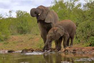 African elephant (Loxodonta africana), adult, male, bull, young animal, young bull with young