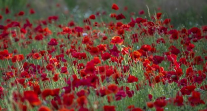 Corn poppy (Papaver rhoeas), Münsterland, North Rhine-Westphalia, Germany, Europe