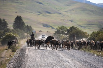 Shepherds driving a herd of cows on a road, gravel track, Tian Shan, Sky Mountains, Kyrgyzstan,
