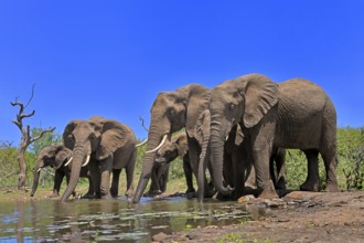 African elephant (Loxodonta africana), adult, juvenile, group, herd, at the water, drinking, Kruger