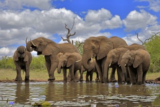 African elephant (Loxodonta africana), adult, juvenile, group, herd, at the water, drinking, Kruger