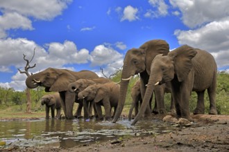 African elephant (Loxodonta africana), adult, juvenile, group, herd, at the water, drinking, Kruger