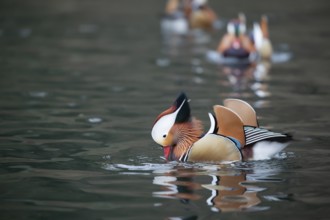 Mandarin duck (Aix galericulata) adult male bird displaying on a lake, England, United Kingdom,