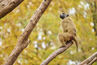 Guinea baboon (Papio papio) sitting on a tree trunk, Bavaria, Germany Europe