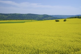 Wide rape field under a blue sky, surrounded by green hills, Miltenberg, Spessart, Bavaria,
